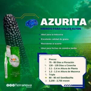Semilla de maíz azul híbrido Azurita de Terranova